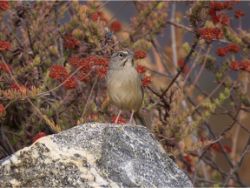 Rufous-crowned Sparrow